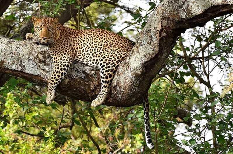Arusha: 2 Günlük Lüks Serengeti Safari